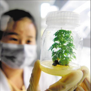  图为广西融安一家青蒿素提炼加工企业的工作人员在实验室培育青蒿苗。新华社记者 张爱林摄 近日，上海复星